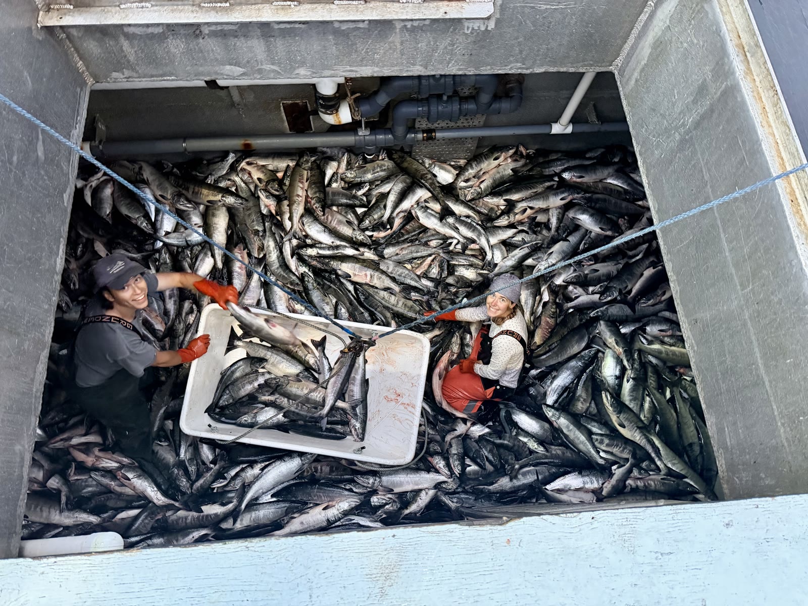 Looking down into Crane’s fish hold, packed with salmon, two crew looking up
